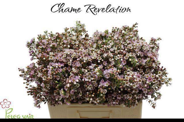 <h4>CHAME REVELATION</h4>