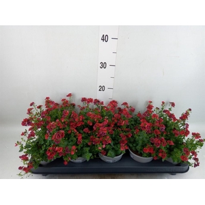 Diascia  'Piccadilly Red'