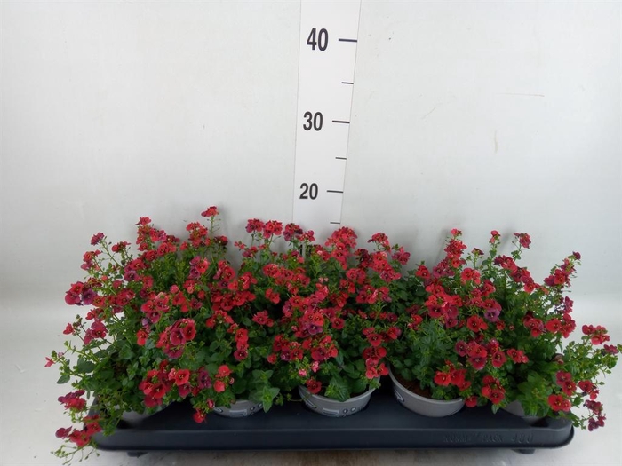 <h4>Diascia  'Piccadilly Red'</h4>