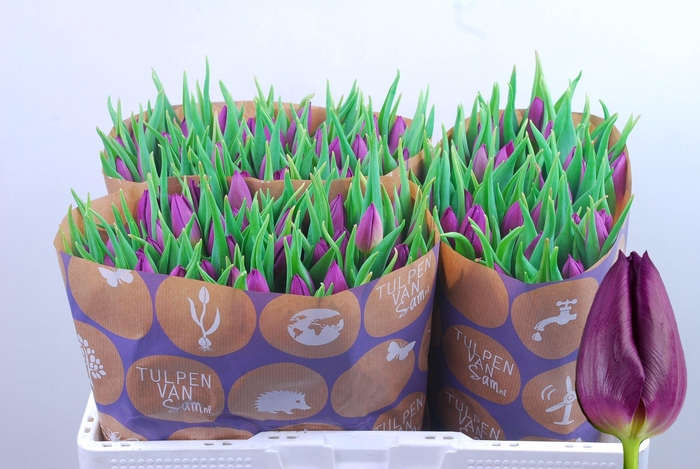 <h4>TU EN LAPTOP</h4>