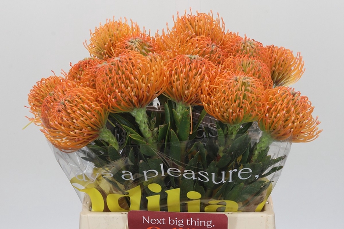 Nutans Ayoba Peach