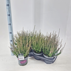 Calluna vulg. ‘Athene’ (gg) PBR