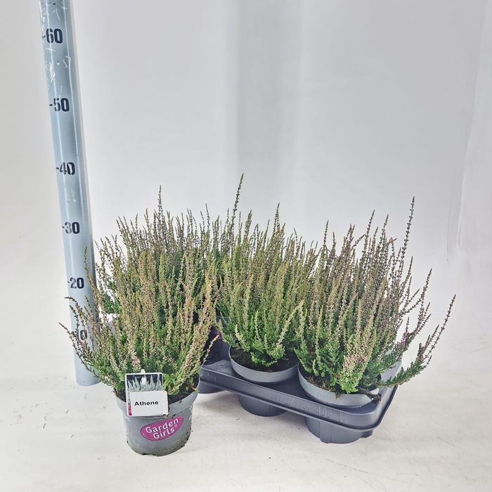 <h4>Calluna vulg. ‘Athene’ (gg) PBR</h4>