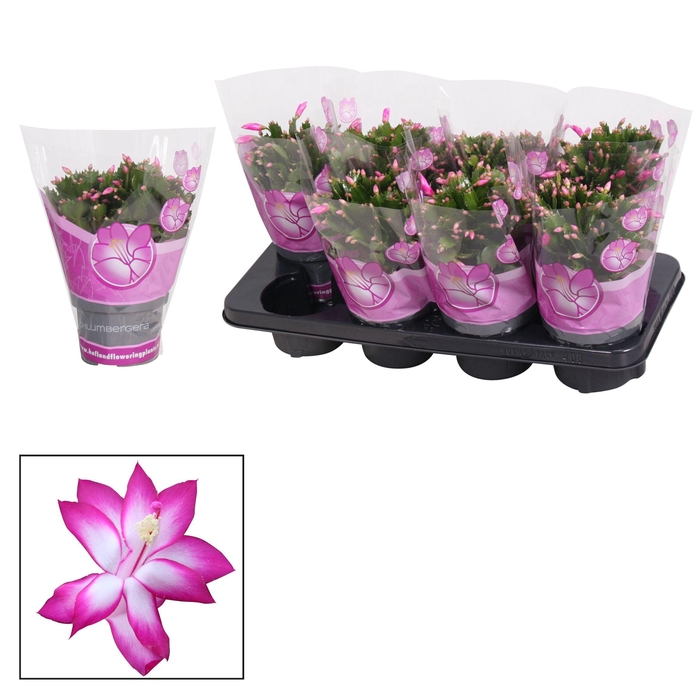 <h4>Schlumbergera - 13 cm - Purple (Jolly Dancer)</h4>