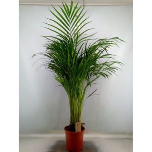 Dypsis lutescens   ...Chrysalidoca