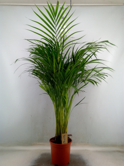 <h4>Dypsis lutescens   ...Chrysalidoca</h4>