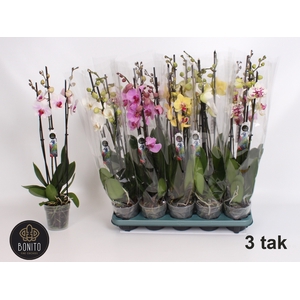 .Phalaenopsis gemengd 5 kleuren