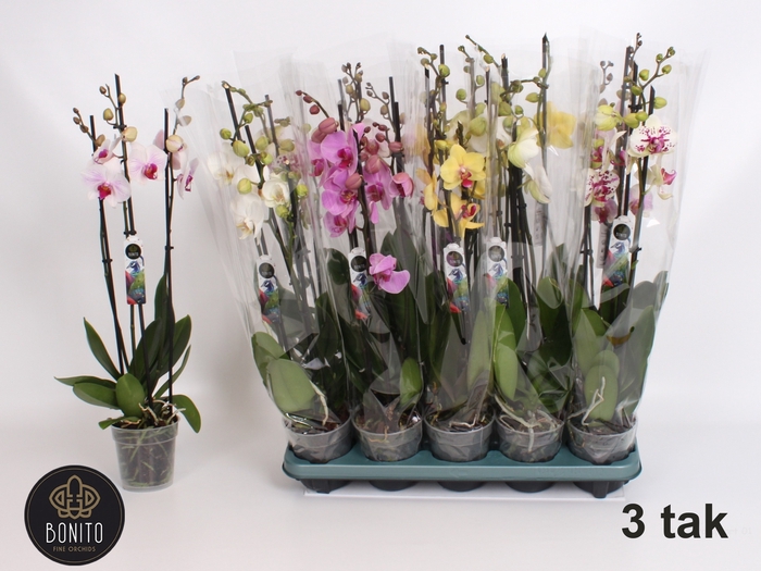<h4>.Phalaenopsis gemengd 5 kleuren</h4>
