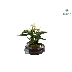 Green Bottle Iris Medium met anthurium wit