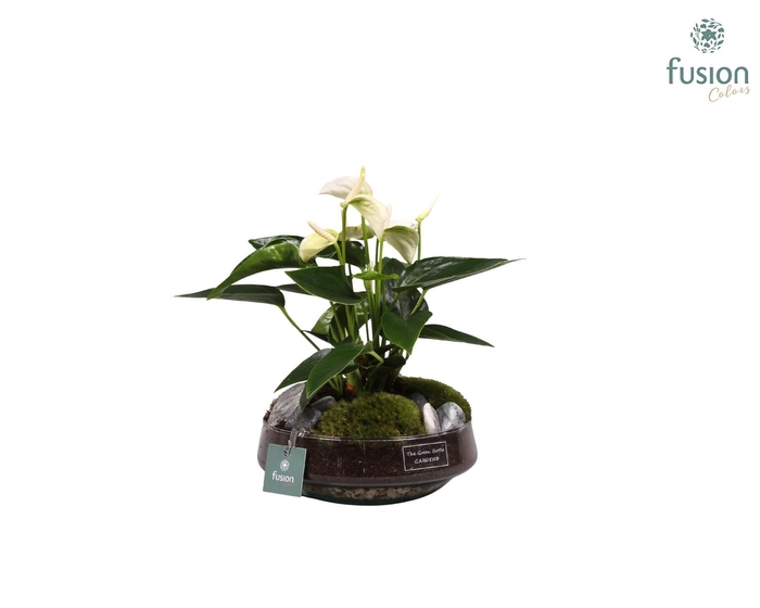 <h4>Green Bottle Iris Medium met anthurium wit</h4>