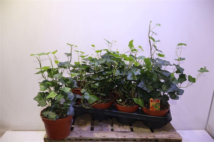 <h4>Hede Hibernica</h4>