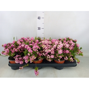 Gaultheria   ...rose berry
