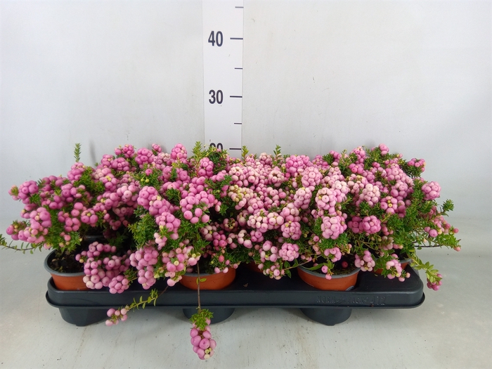 <h4>Gaultheria   ...rose berry</h4>