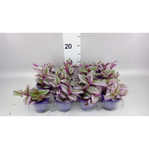 Tradescantia cerinth. 'Nanouk'