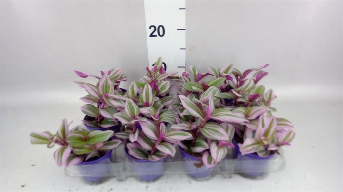 <h4>Tradescantia cerinth. 'Nanouk'</h4>