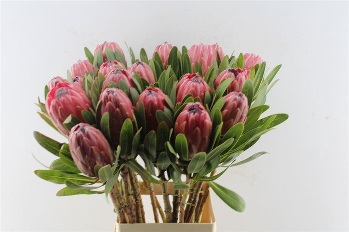 <h4>Protea Lancelot C</h4>