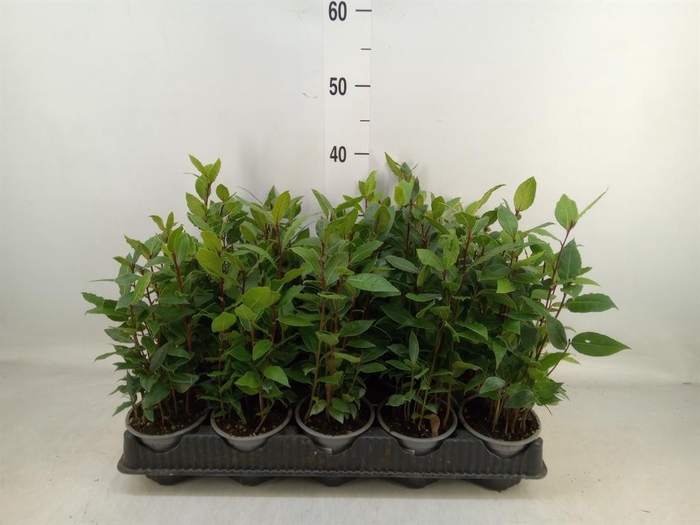 <h4>Laurus nobilis</h4>