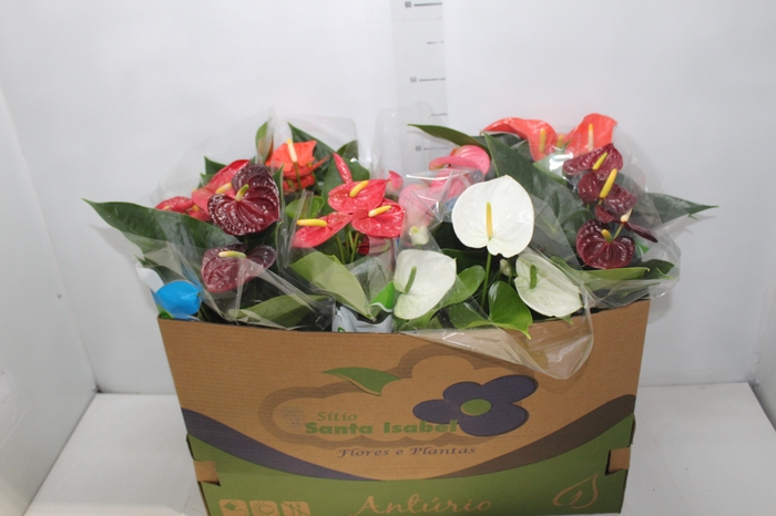 <h4>ANTHURIUM VARIADO P15</h4>