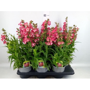 Penstemon  'Polaris Picotee Red'