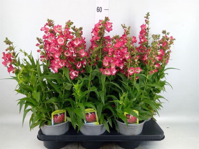 <h4>Penstemon  'Polaris Picotee Red'</h4>