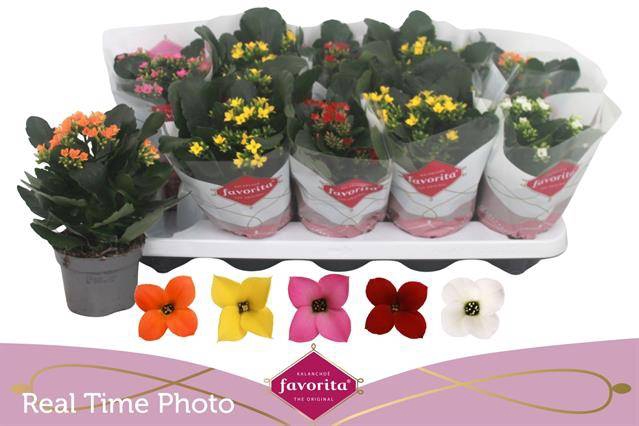 <h4>KALANCHOE MIX FAVORITA</h4>