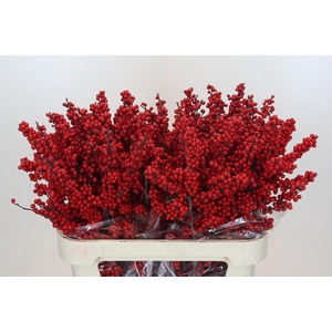 Ilex Crimson