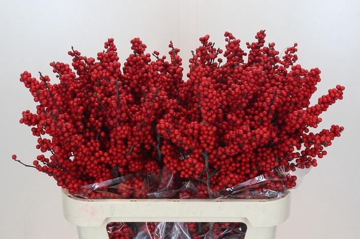<h4>Ilex Crimson</h4>