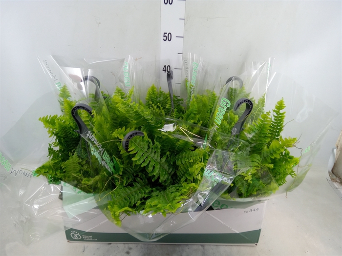 <h4>Nephrolepis exal. 'Green Moment'</h4>