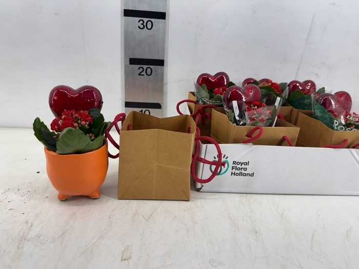 <h4>ARR PL IN SCHAAL</h4>