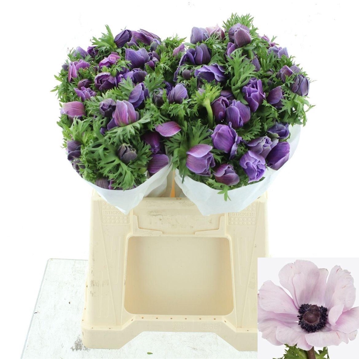 <h4>ANEM CO MIS + RARITY</h4>