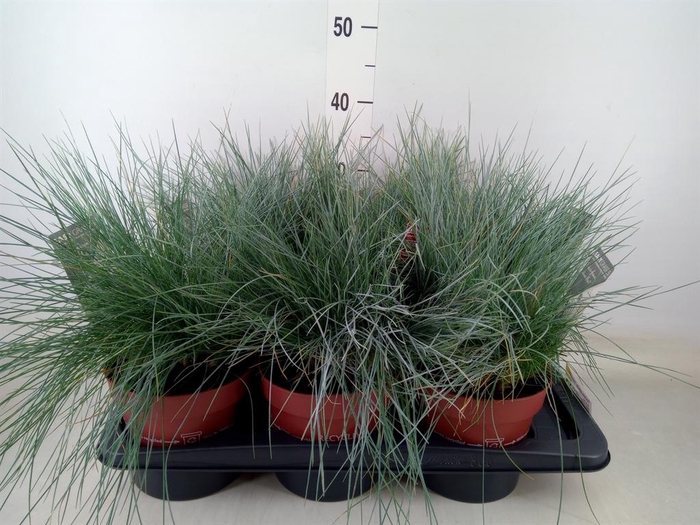 <h4>Festuca glauca 'Intens Blue'</h4>