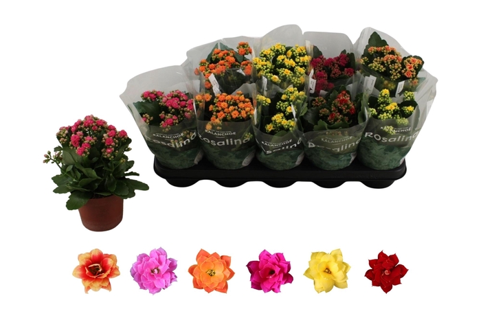 <h4>KAL GE RO GEM 6 KL</h4>