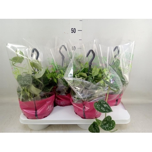 Scindapsus pictus 'Argyraeus'