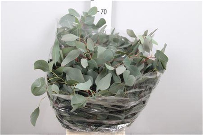 <h4>Euca Populus Leaf Extra</h4>