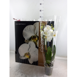 Phalaenopsis   ...mix  7