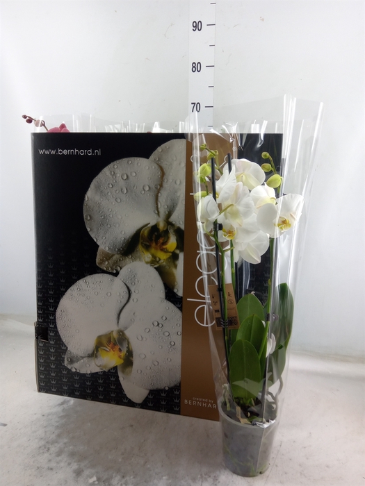 <h4>Phalaenopsis   ...mix  7</h4>
