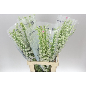 Delph El Candle White Shades