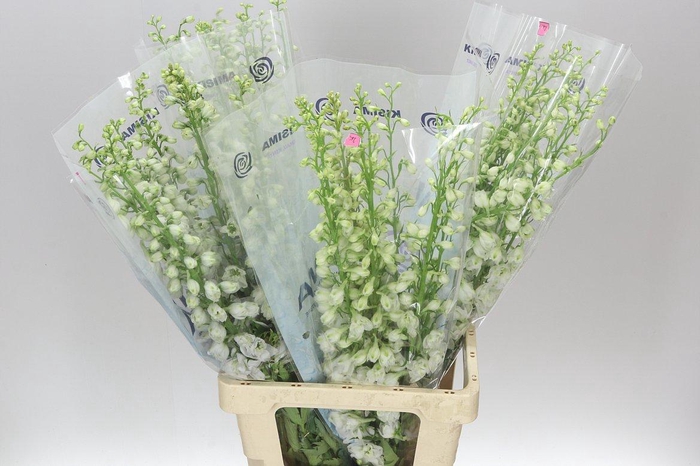 <h4>Delph El Candle White Shades</h4>