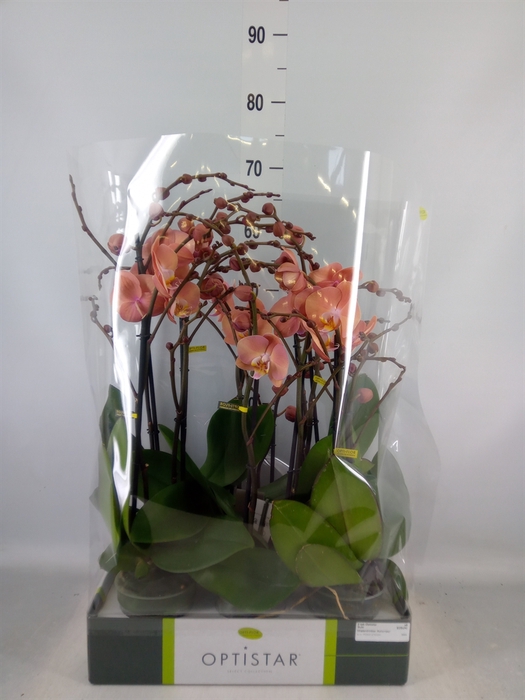 <h4>Phalaenopsis   ...orange</h4>