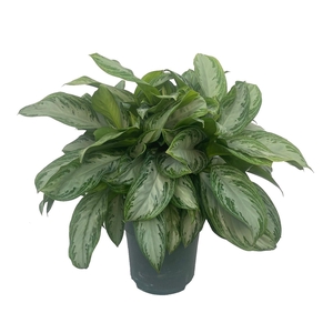 Aglaonema Silver Bay