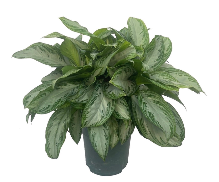 <h4>Aglaonema Silver Bay</h4>