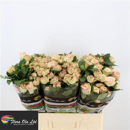 <h4>R Tr Gentle Trendsetter</h4>