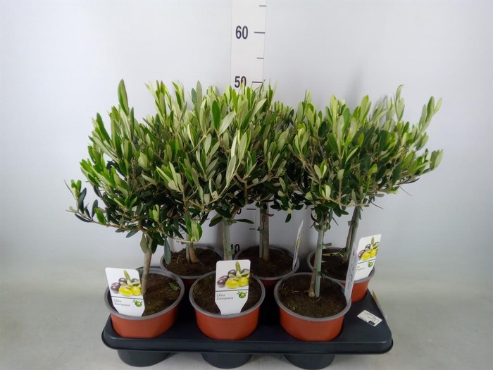 <h4>Olea europaea</h4>