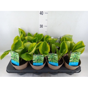 Hosta   ...