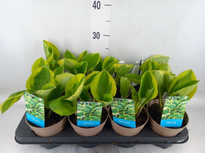 <h4>Hosta   ...</h4>