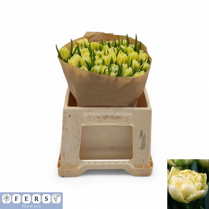 <h4>TU DU AVANT GARDE</h4>