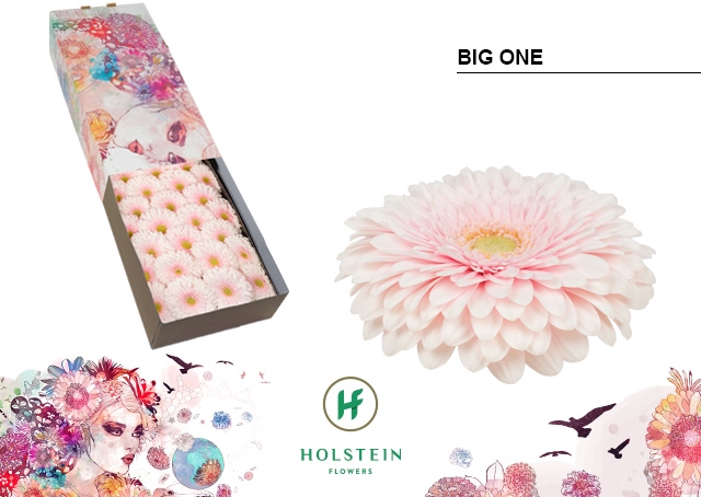 <h4>GE GB Gerponi Big One halve doos</h4>