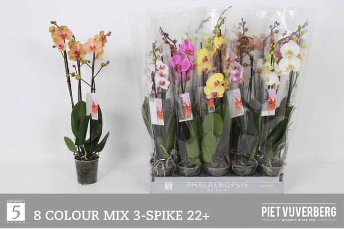 <h4>PHAL GEM 8 KL</h4>