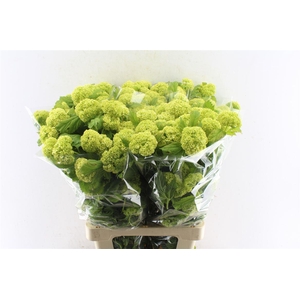 Viburnum Roseum 70cm 4 Bal