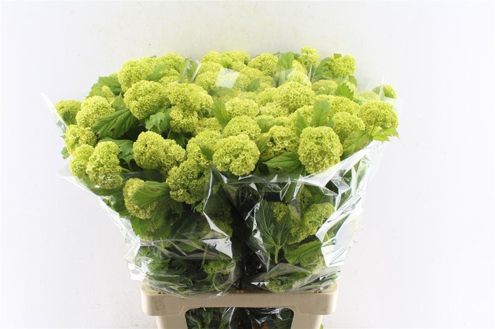 <h4>Viburnum Roseum 70cm 4 Bal</h4>